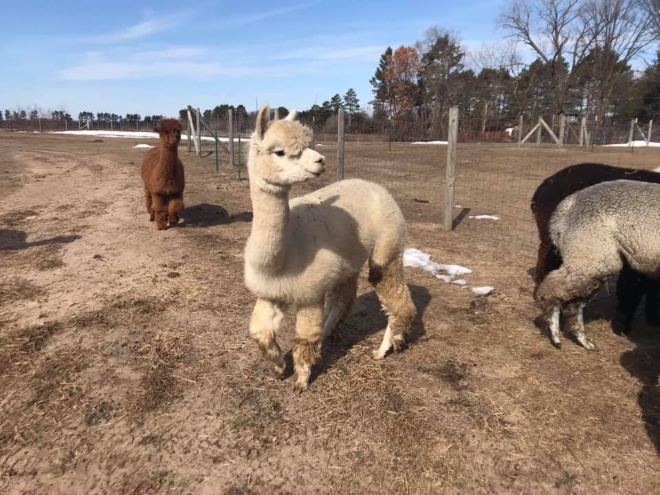 Several sweet alpacas stand together in a dirt patch.