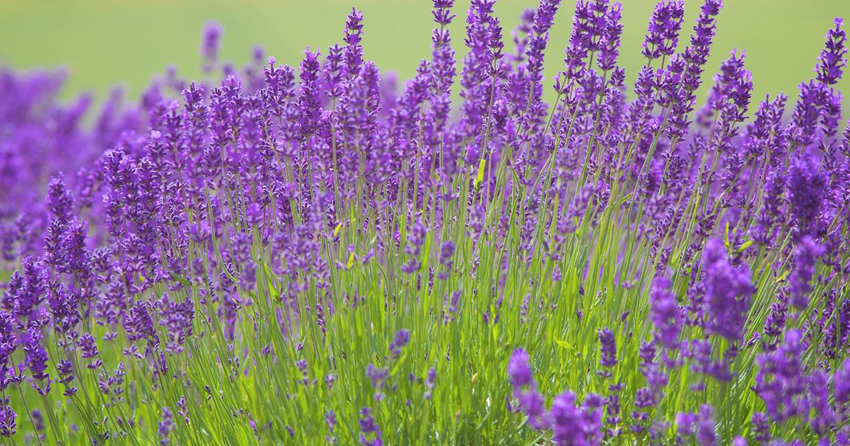 english-lavender.jpg