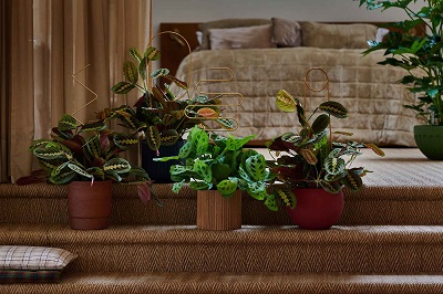 TC-AW22_PV_TS_Houseplants_Marantha_2_1_EXTRALOW.web.jpg