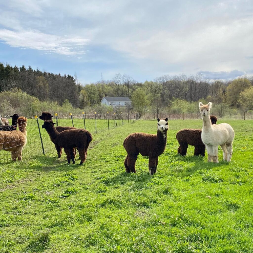 Claddagh Farm Alpacas is one of our awesome Harvest Hosts locations in New York.