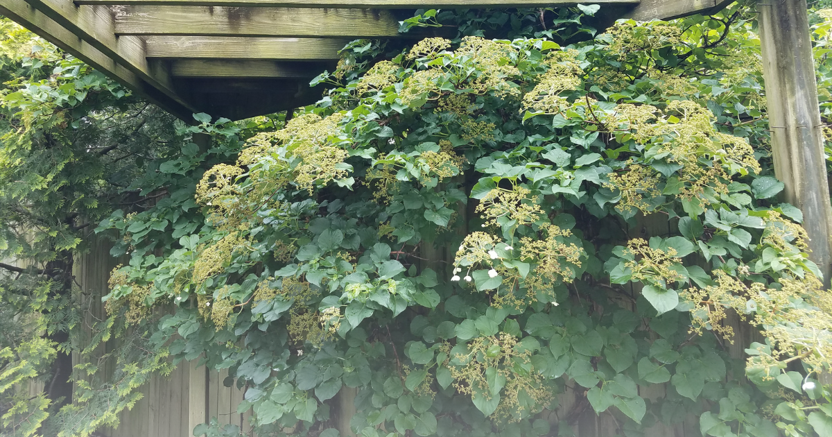 Climbing Hydrangea.png