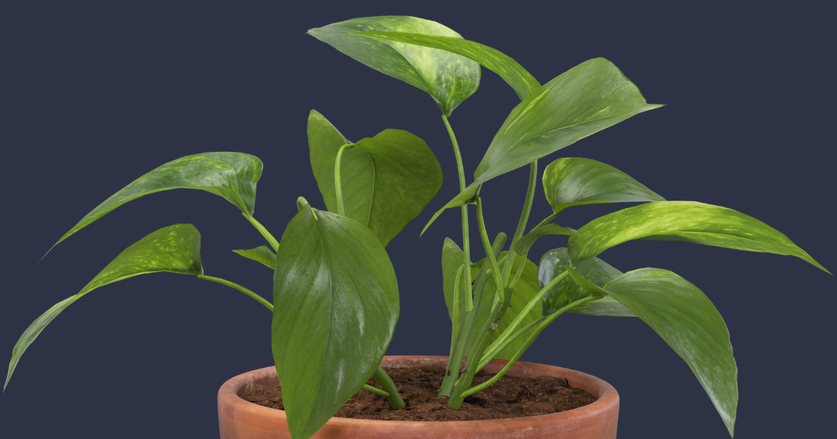 Baltic Blue Pothos.png