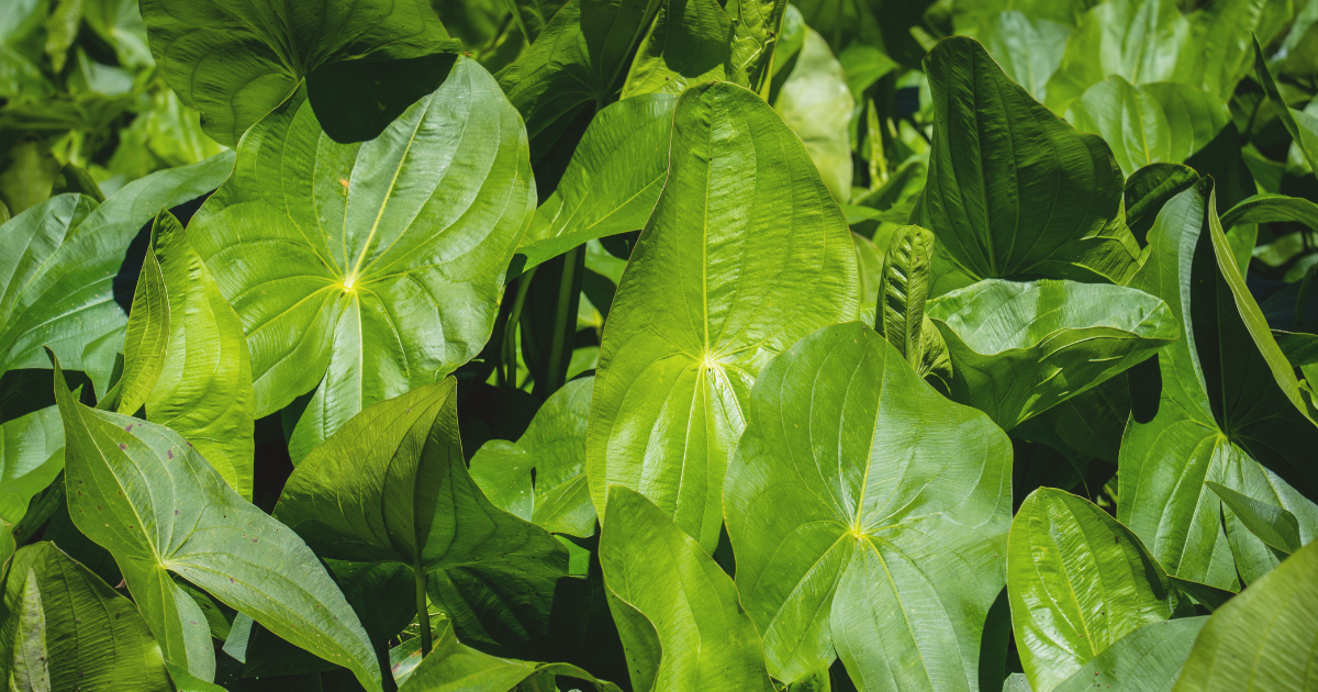 Arrowhead Plant.png