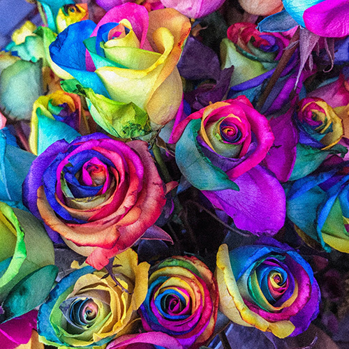 Rainbow Flower Choices to celebrate Sydney WorldPride 2023 Interflora