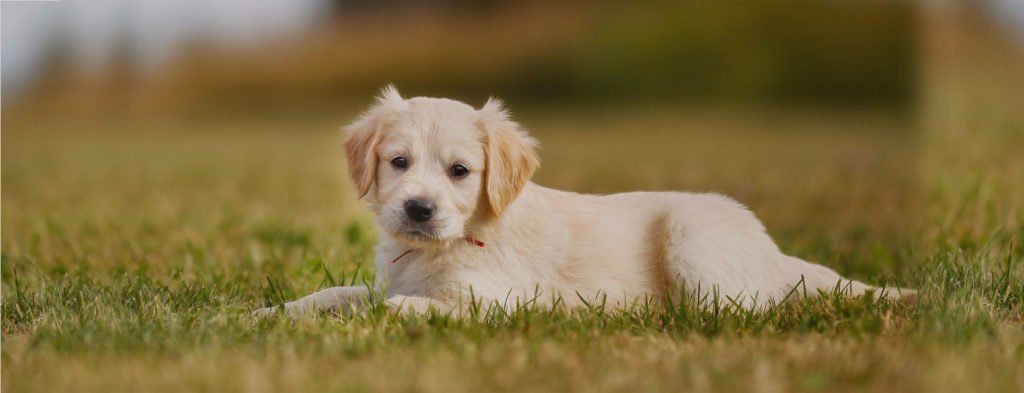 golden retriever puppy from patch of heaven farms Mississippi