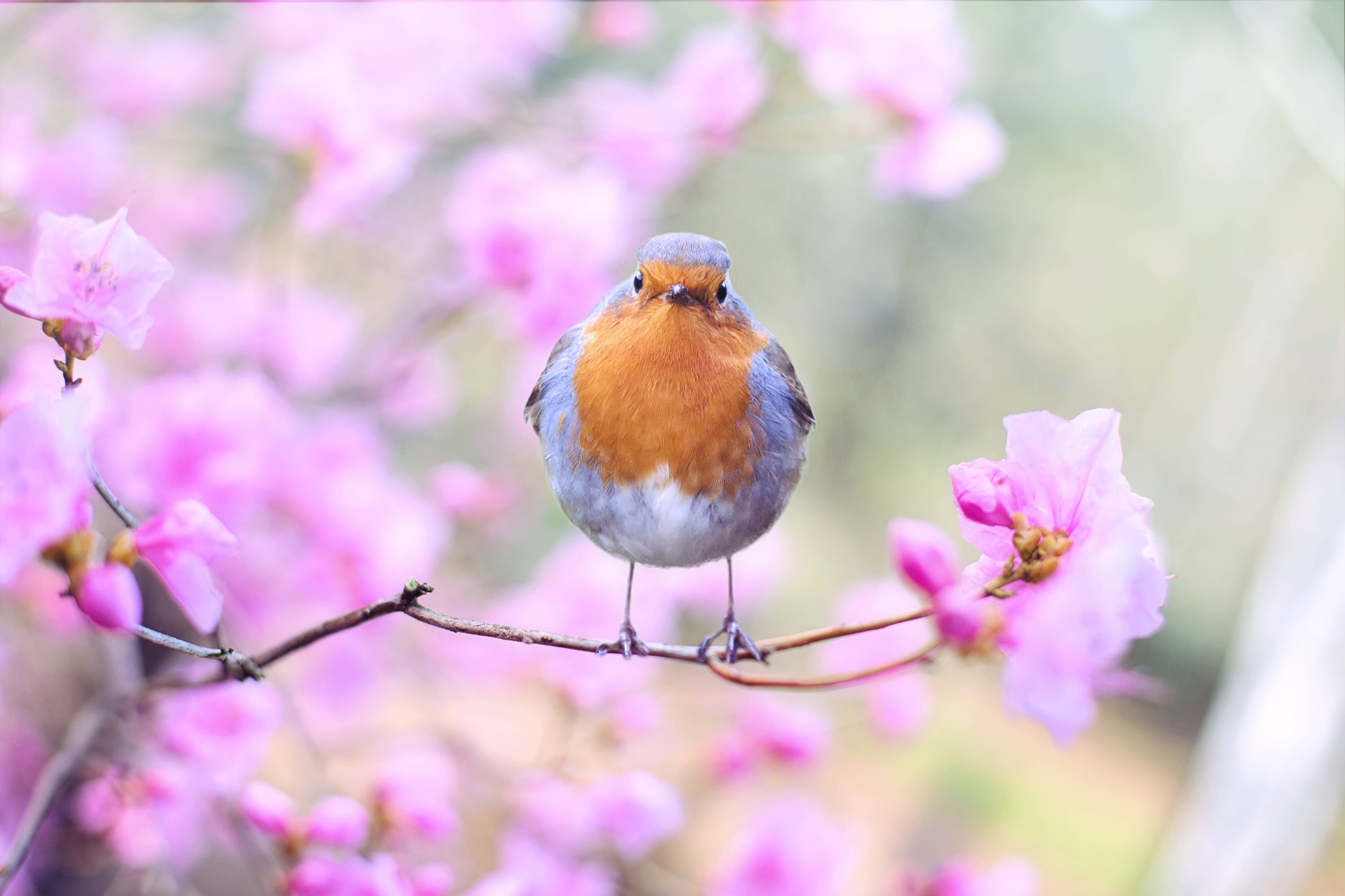 Photo of bird in a cherry blossom tree