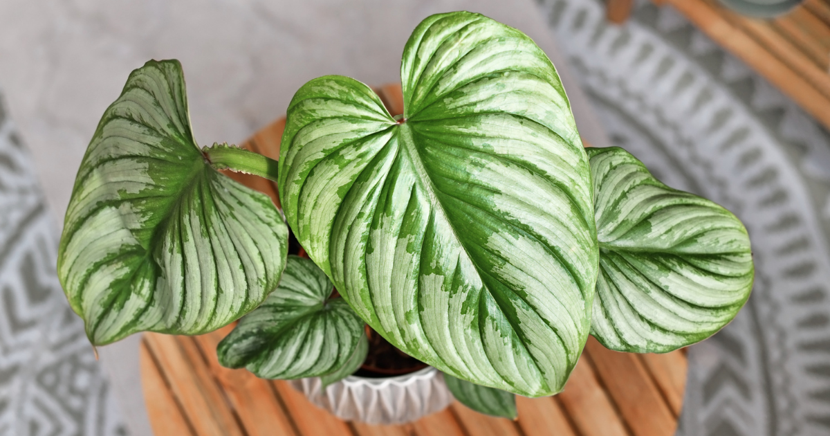 Philodendron Mamei .png