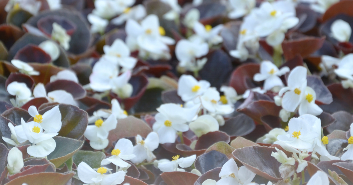 Begonia -Ambassador White-.png