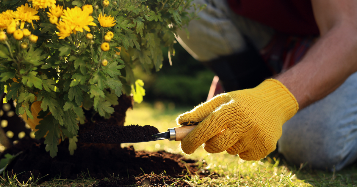 Chrysanthemum soil.png