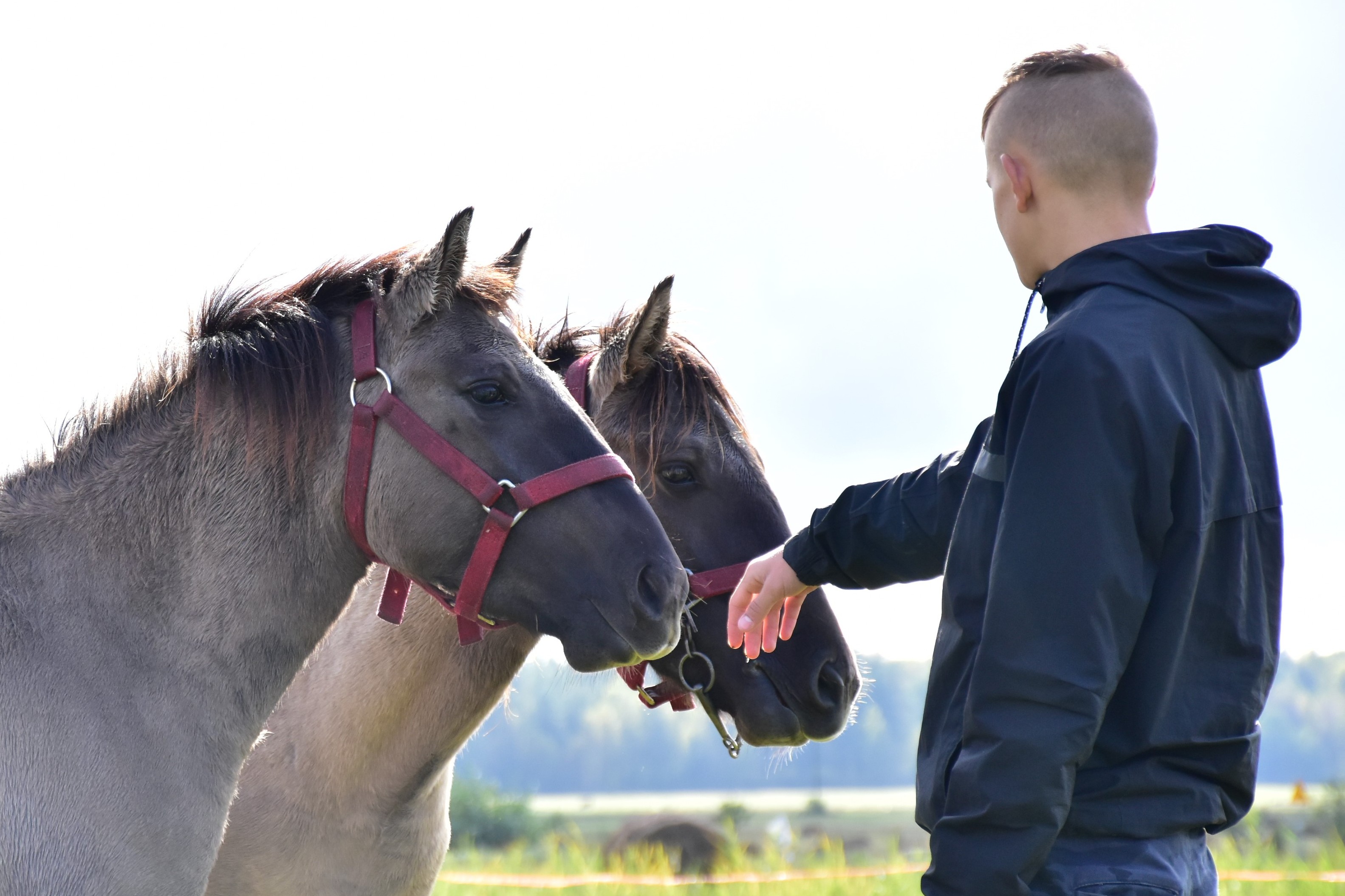 Obóz w Hucie Różanieckiej | Chłopiec w ciemnej bluzie odwrócony tyłem wyciąga rękę do stojących przed nim dwóch koników. Jeden z koni ma czerwoną uzdę..JPG