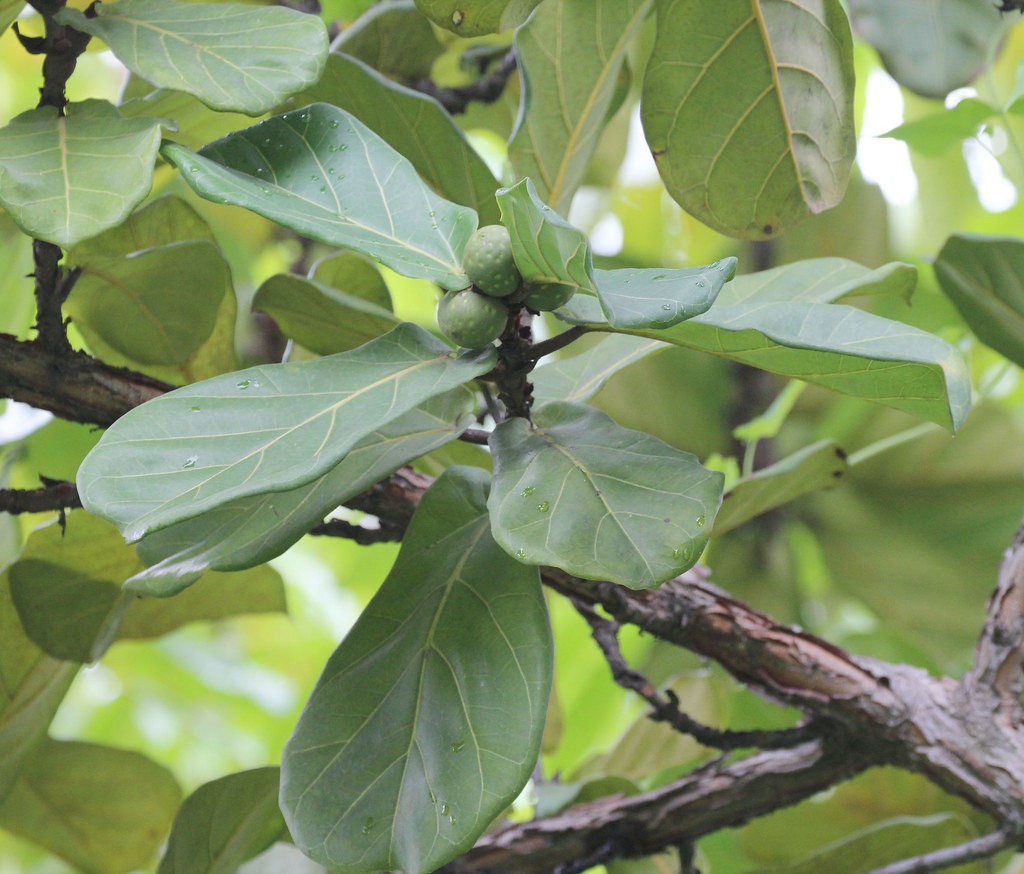 fiddle-leaf-fig.jpg