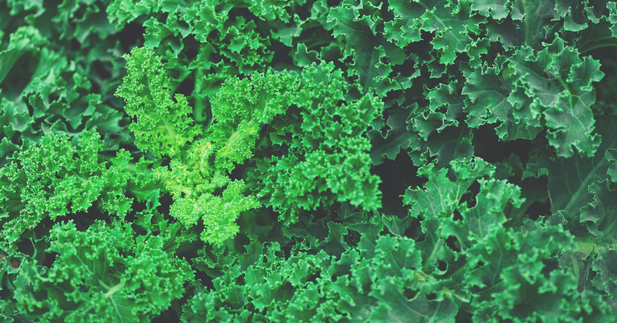 Kale (Brassica oleracea var. acephala).png