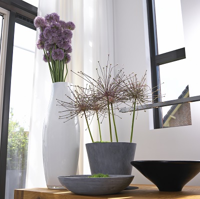 Allium - Inspirations