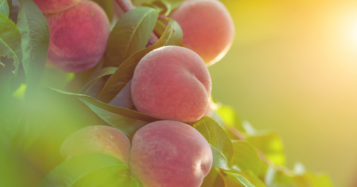 Peaches.png