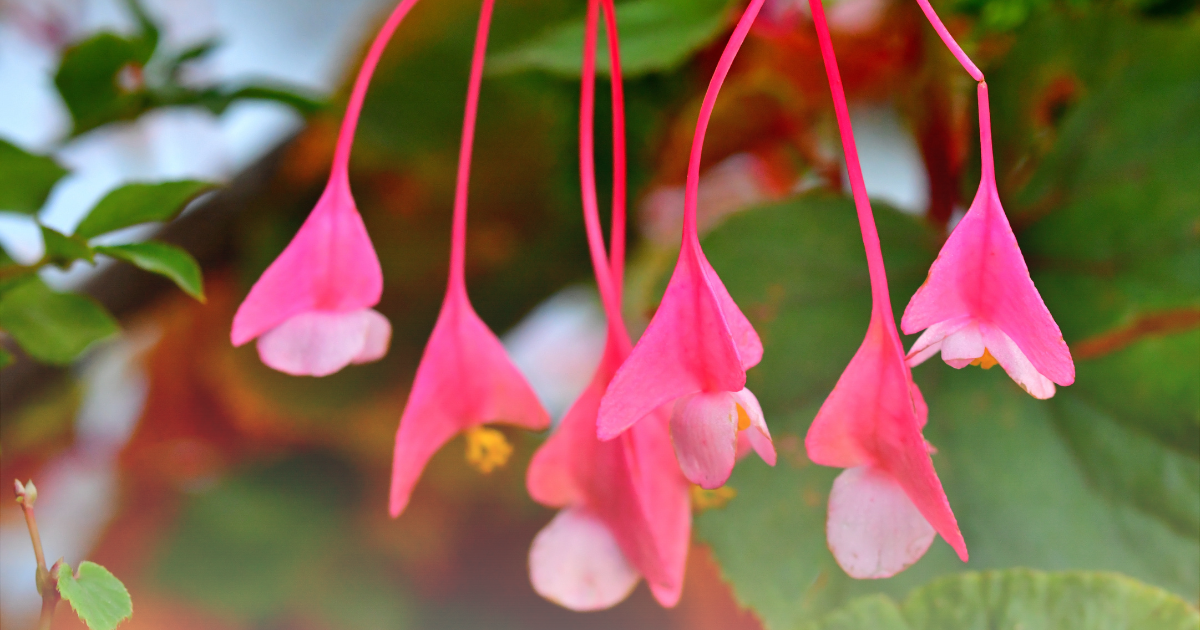 Begonia -Torch Pink-.png