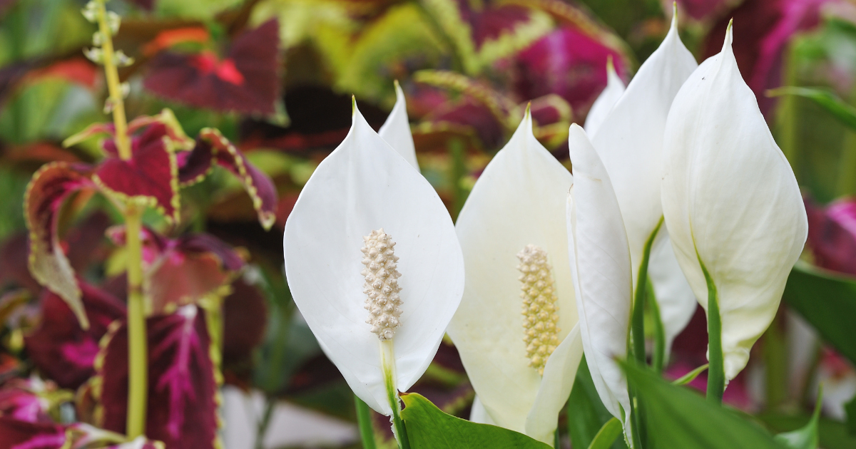 Peace Lilies.png