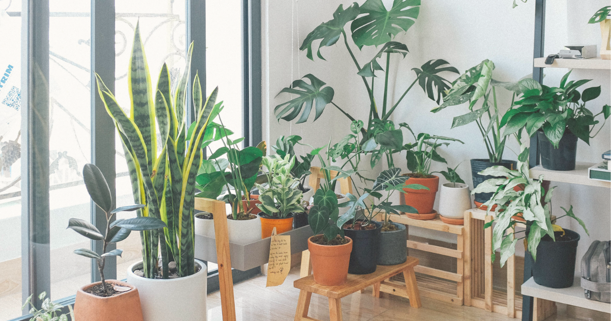 What to Cut from Indoor Plants.png