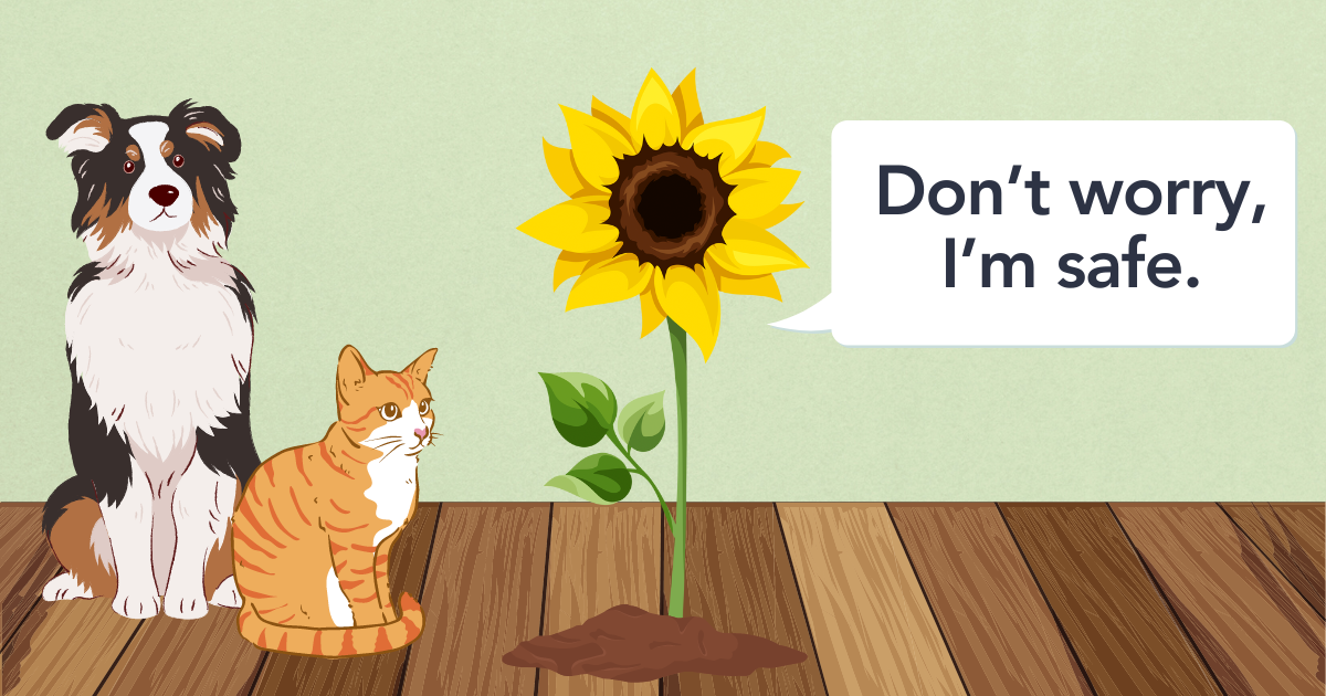 safe non-toxic sunflower.png