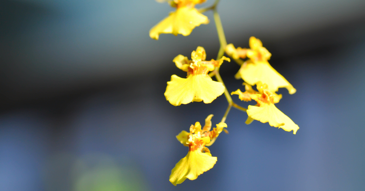 Oncidium (Dancing Lady Orchid).png