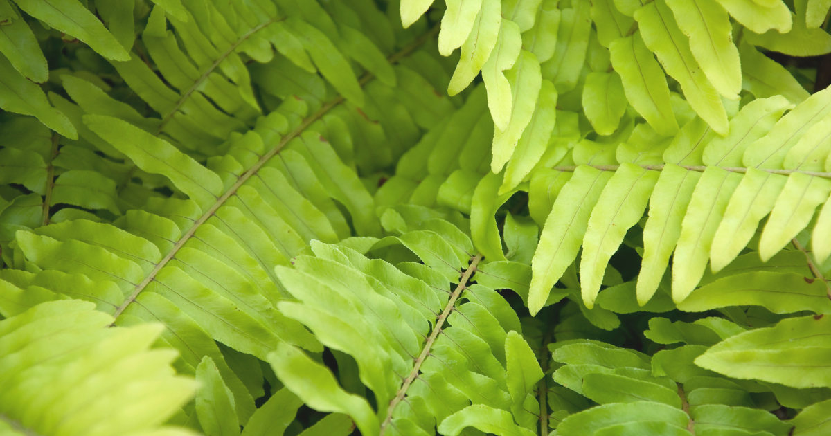 Boston Fern requrements.png