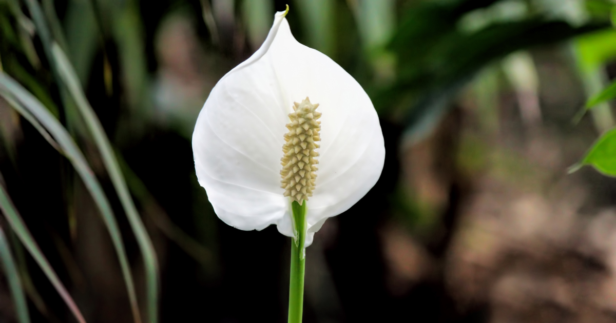 peace lily outside (1).png