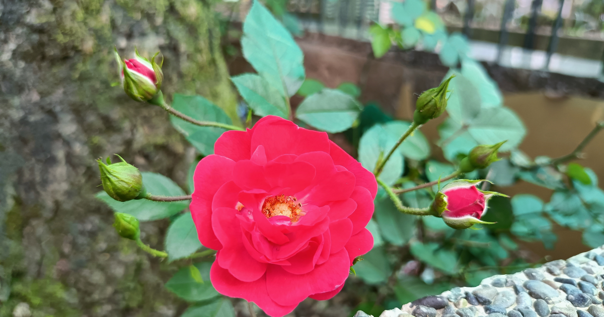 China rose images discount