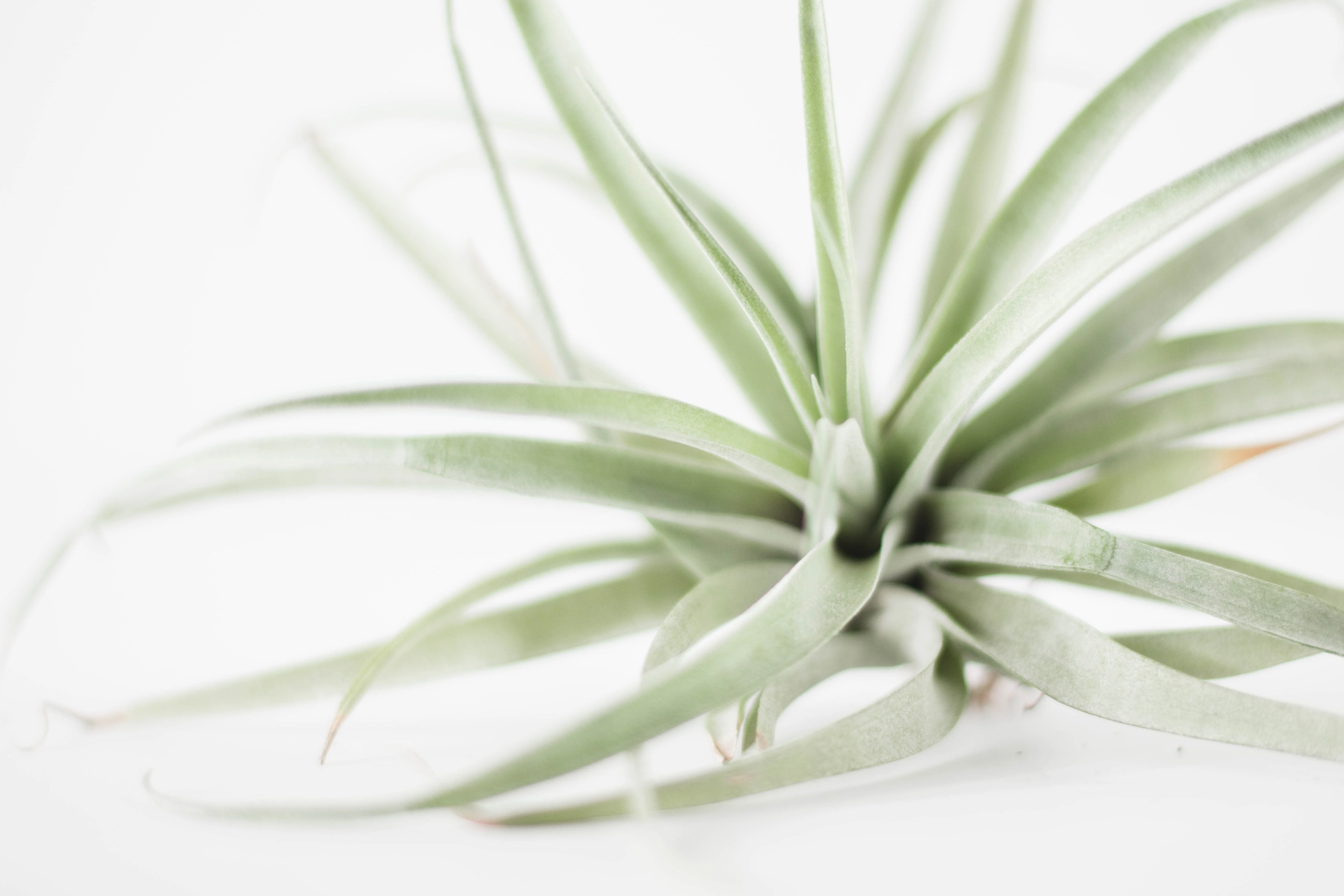 air plant.webp