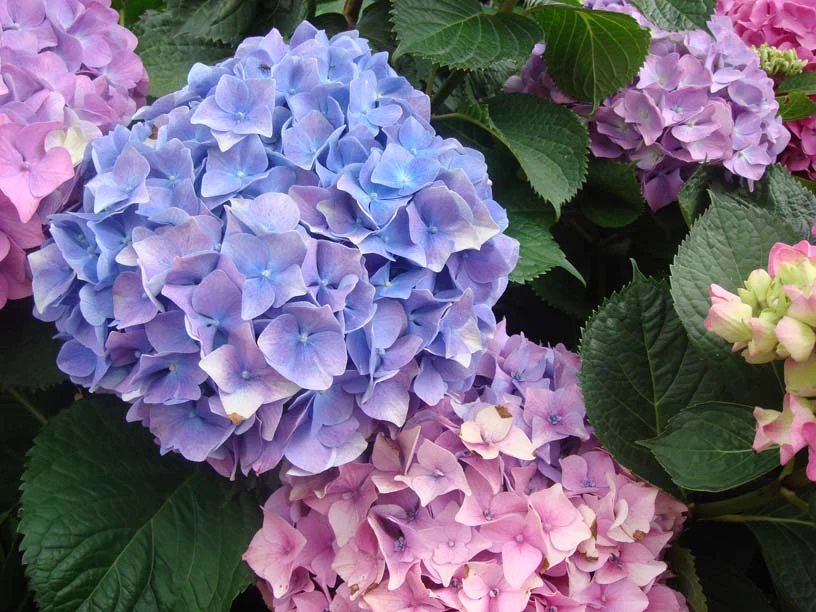 hydrangea-1655784029487.png