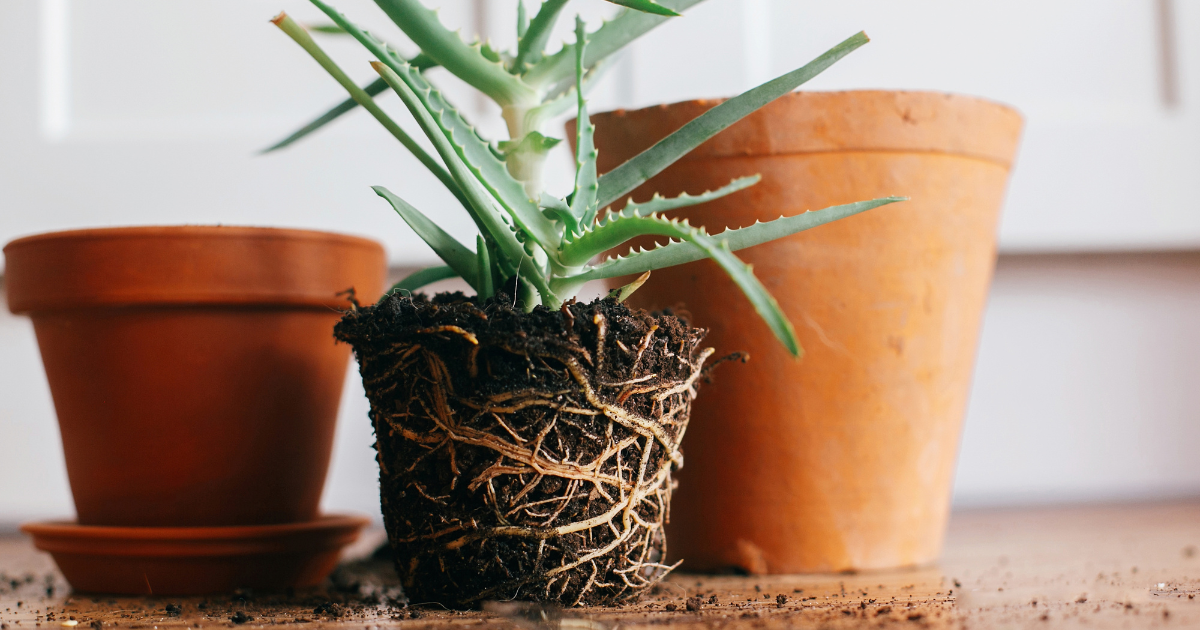 Remove the Plant from Its Current Pot.png