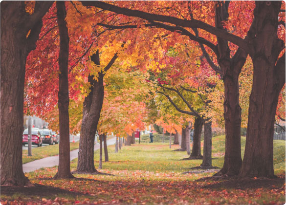 Indianapolis_Street-in-fall.jpg