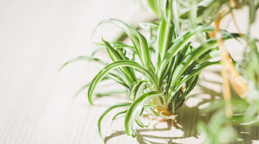 spider-plant-sunlight.png