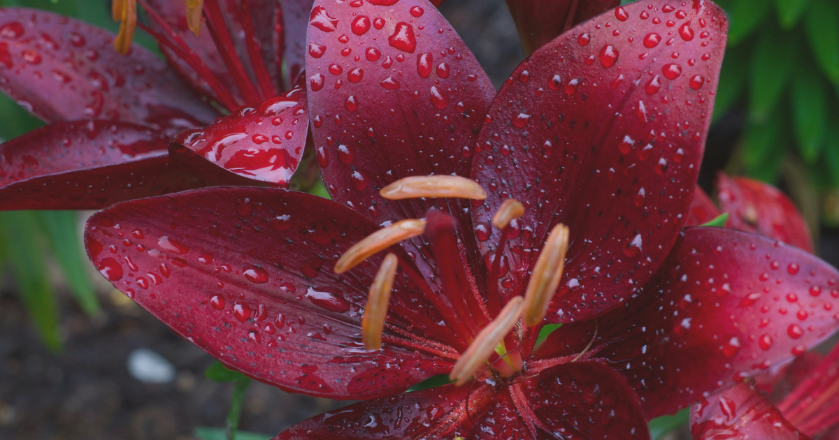 Natural Rainfall.png