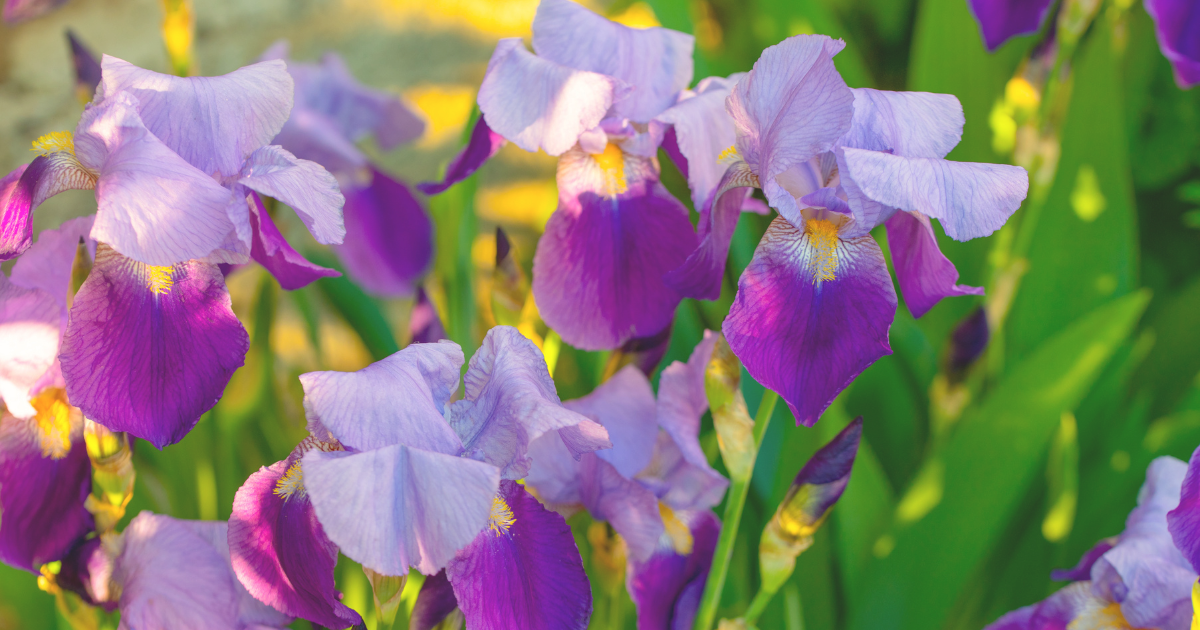 IRIS.png