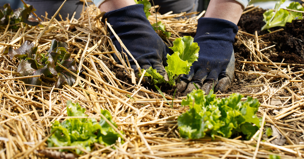 straw mulch.png