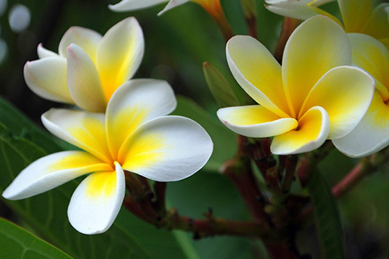 Frangipani.jpg