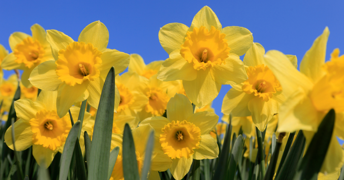 Daffodils.png