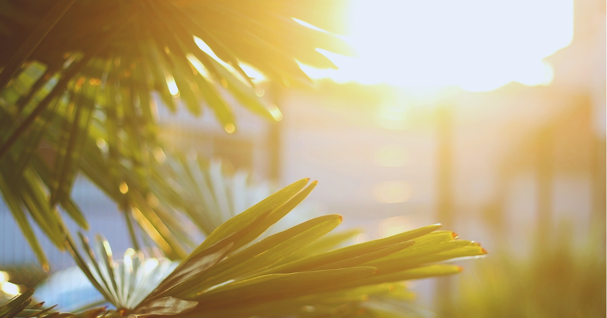 More Sun Always Means Better Growth.png