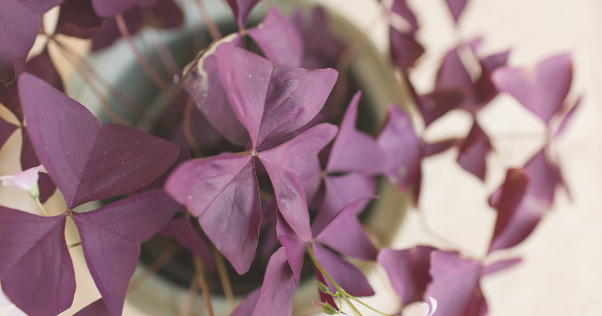 Oxalis Cover Image (2).png