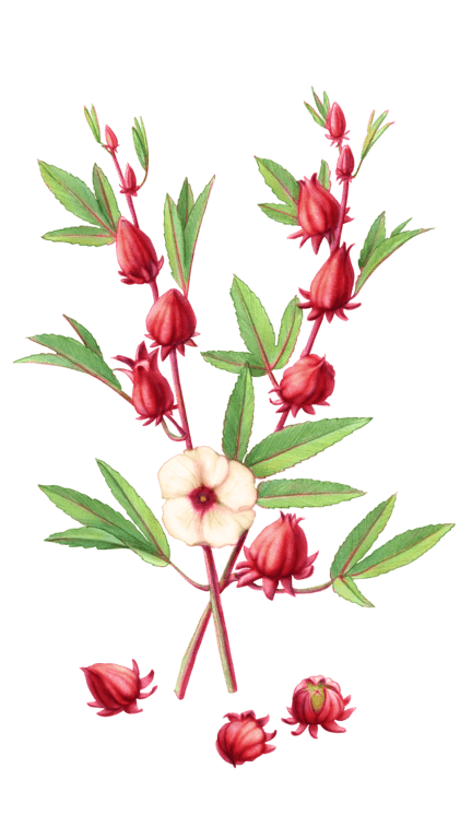 Illustration of Red Hibiscus