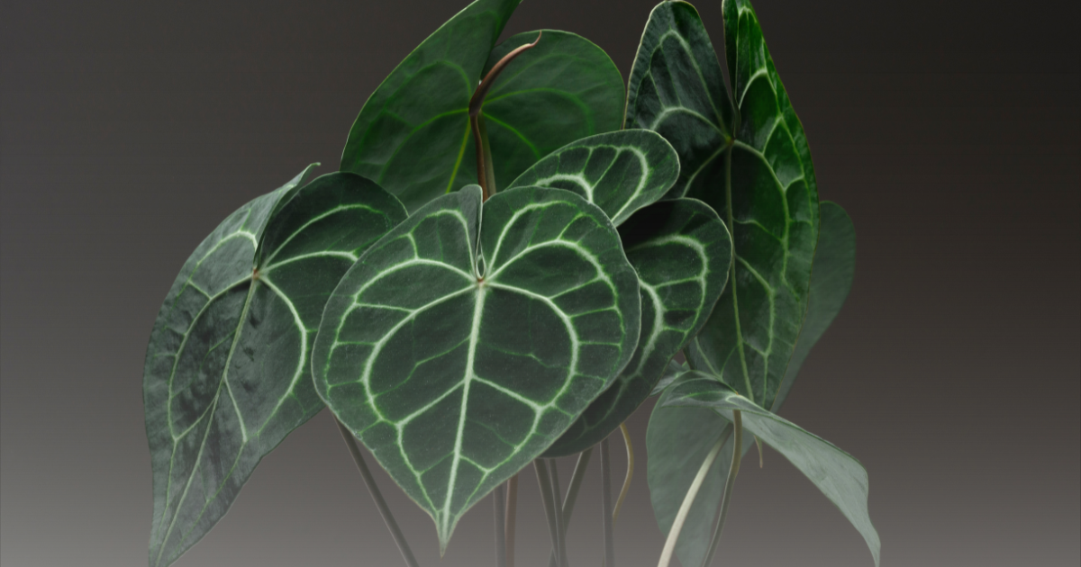 Anthurium Clarinervium.png