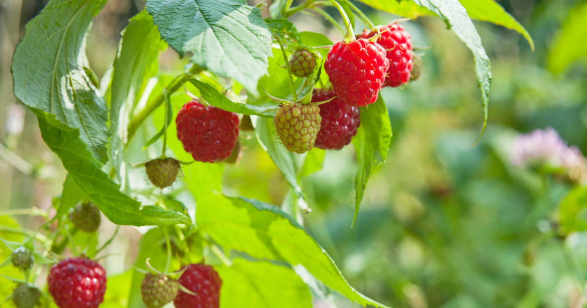 Pruning Raspberries.png