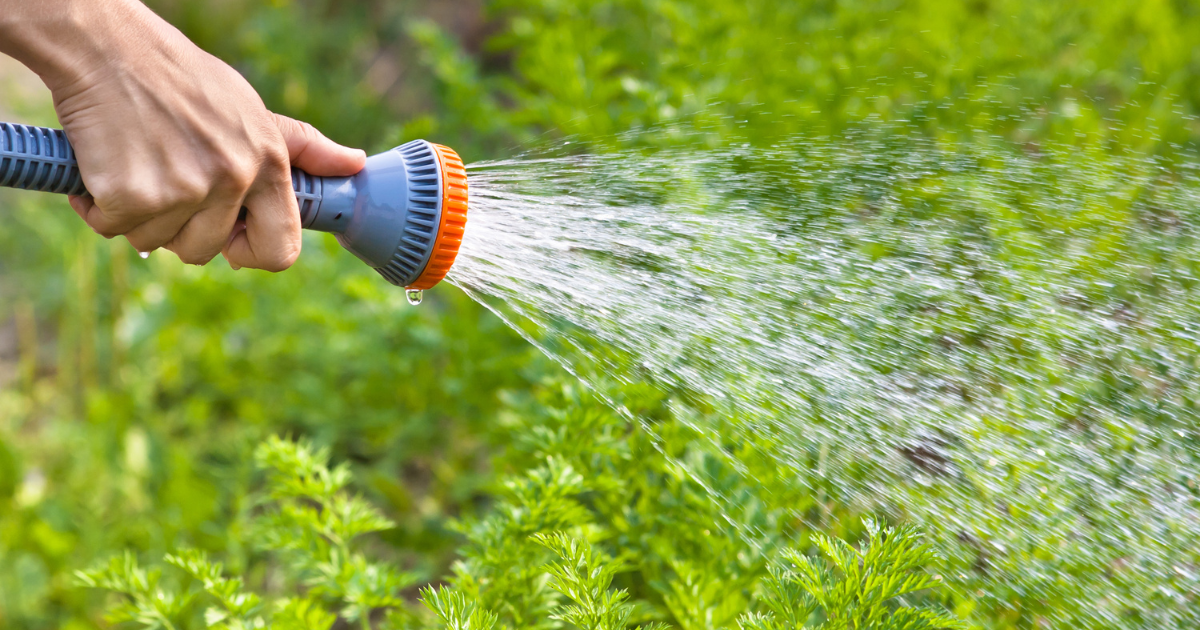 watering carrots.png