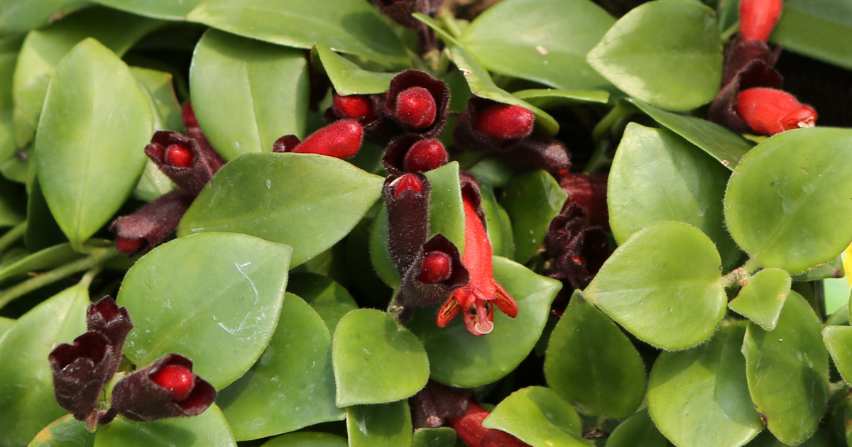 Lipstick Plant.png