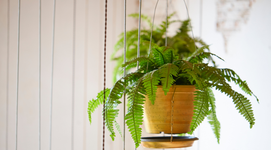 Boston Fern.png