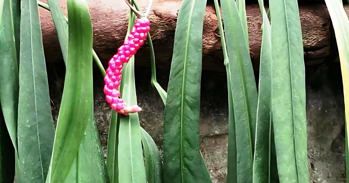 Anthurium Vittarifolium.png