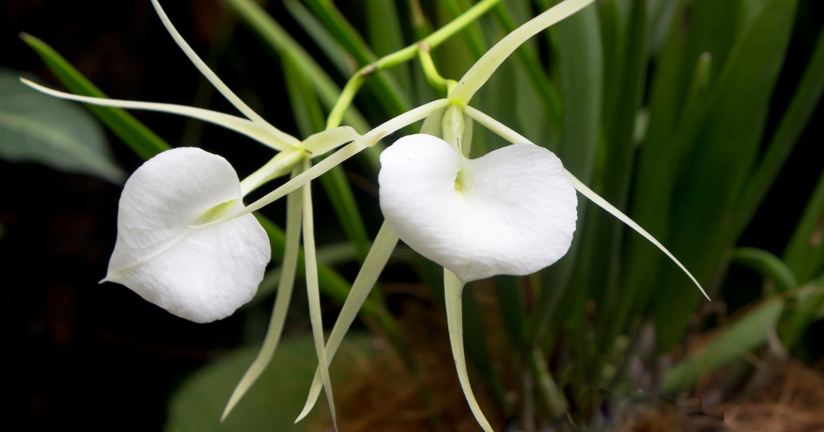 Brassavola Orchids.png