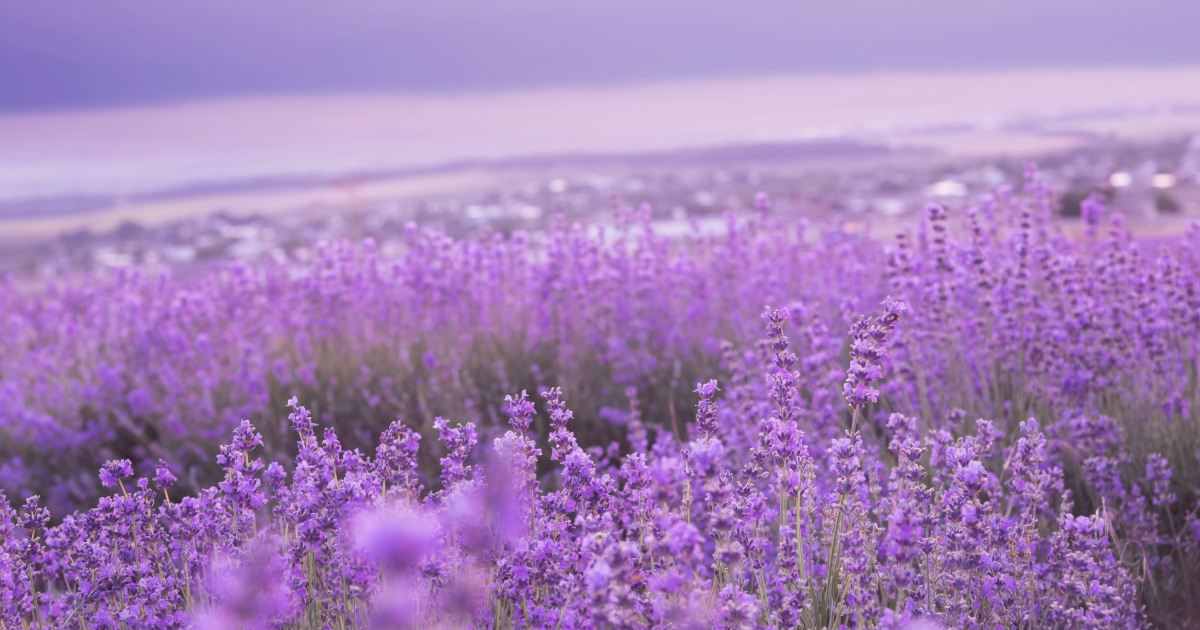 types of lavender.png