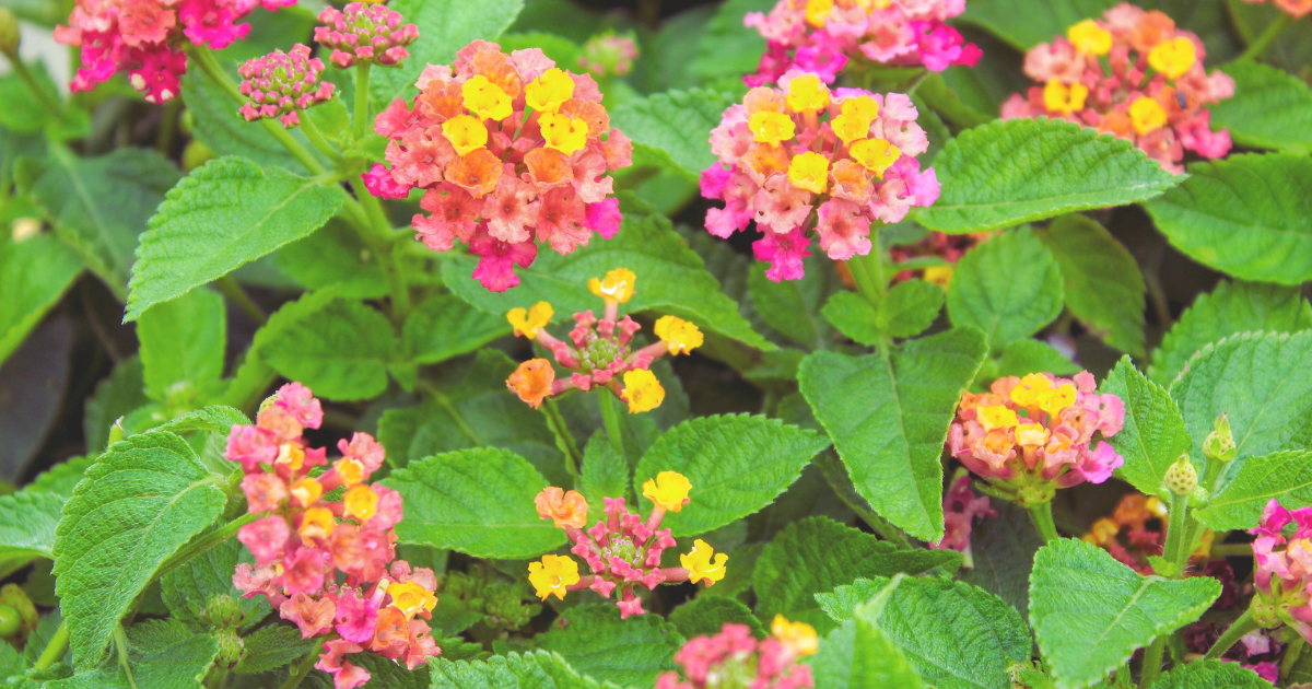LANTANA.png