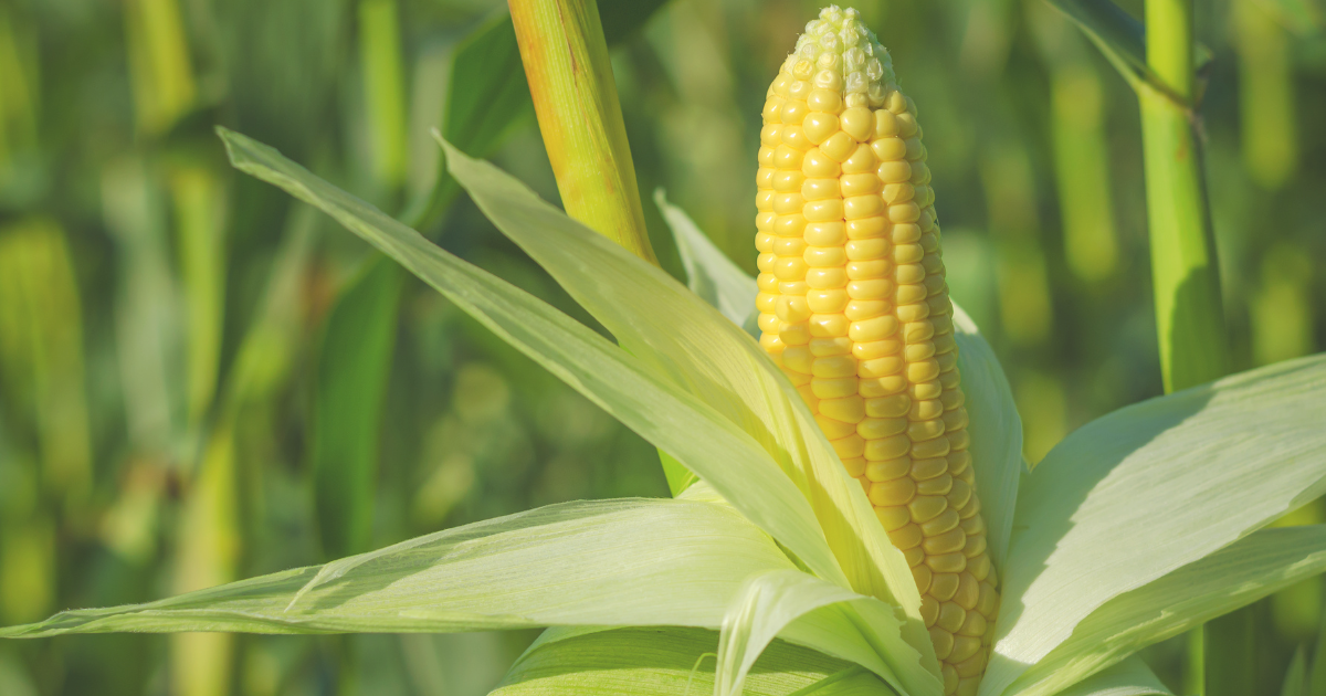 Vegetables to Sow in May for Summer Harvests.png