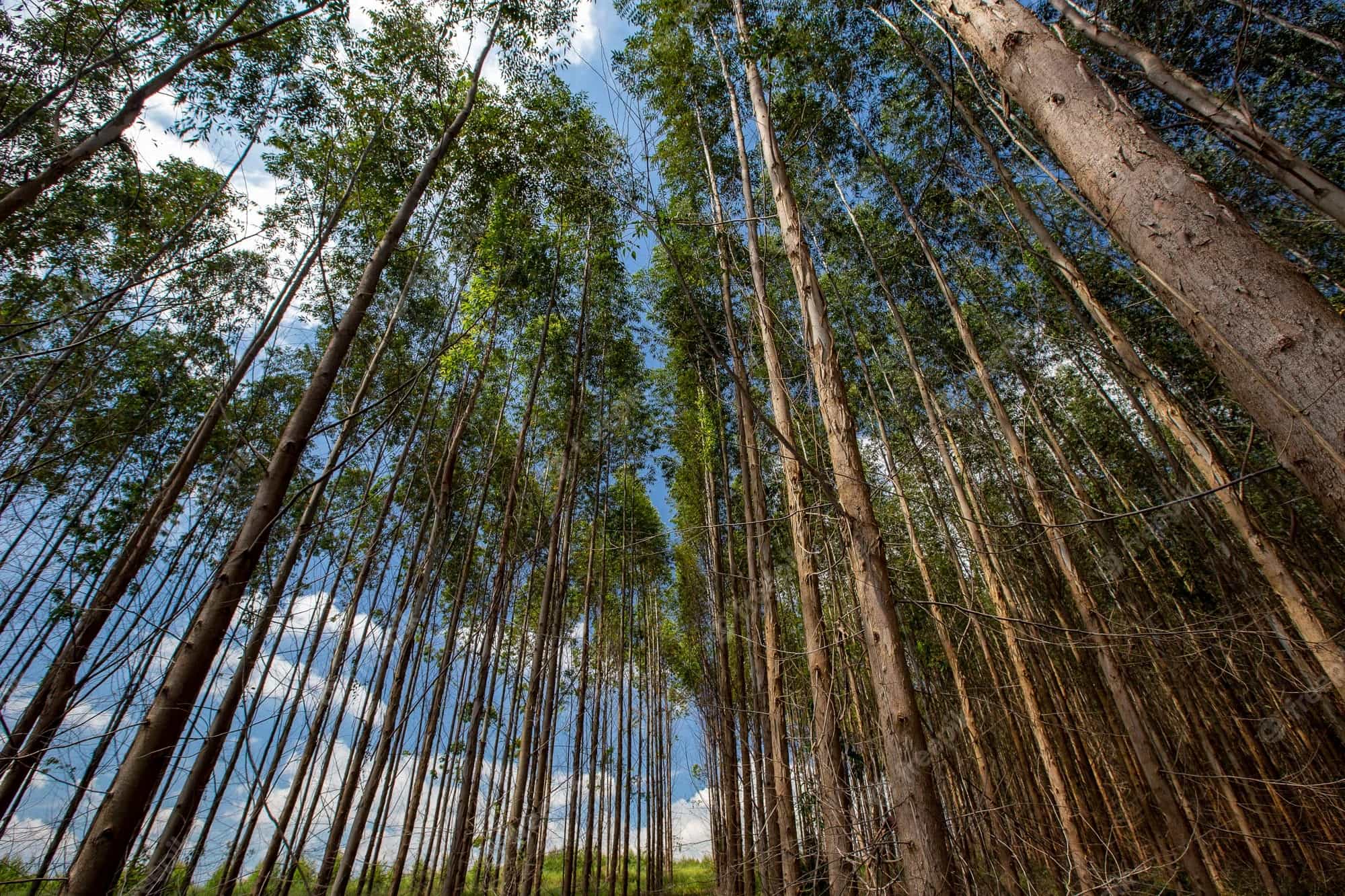 floresta-de-eucalipto-vista-de-b-min.jpg